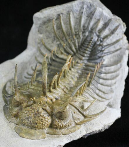 Huge Comura Trilobite With Unique Coloration #22128